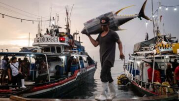 Filipino fishermen unload catches of Yellowfin tuna, Bigeye tuna, and Blue Marlin, after being at sea for approximately one month, at General Santos fish port, the Philippines, on Wednesday, May 21, 2025. General Santos is known as the Philippines? tuna capital and hub for tuna fishing and exports of the products. The city hosts numerous processing facilities where the fish, primarily tuna, is packaged or canned for sale to the Filipino market and for export worldwide.