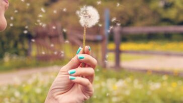 Des parties de la NZ pourraient se diriger vers un été plus humide: une bénédiction déguisée pour les personnes allergiques