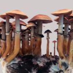 Différents types de champignons magiques utilisent des chemins biochimiques uniques pour produire le même composé actif Différents types de champignons magiques utilisent des chemins biochimiques uniques pour produire le même composé actif