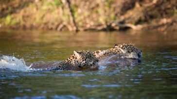 Jaguar bat des records en nageant au moins 1,3 kilomètre