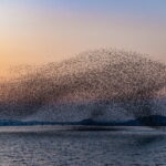 L'IA axée sur la physique apprend des règles locales derrière les comportements de flagement et de mouvement collectif
