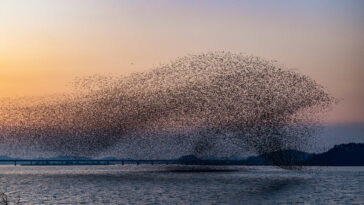 L'IA axée sur la physique apprend des règles locales derrière les comportements de flagement et de mouvement collectif