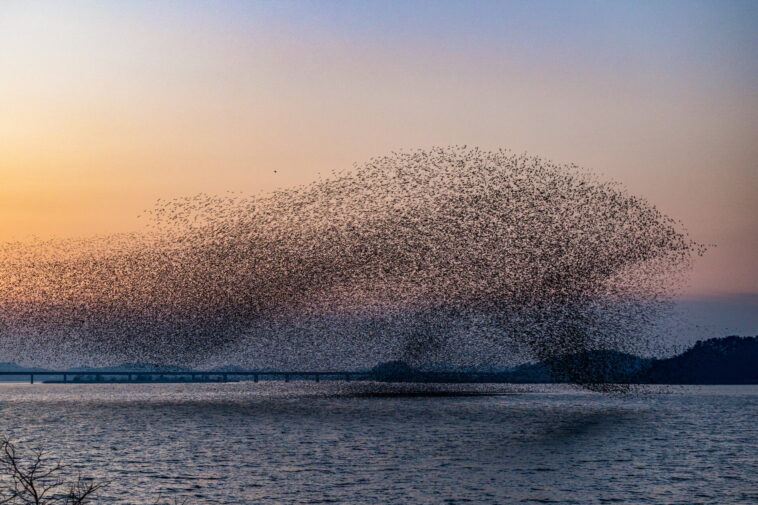 L'IA axée sur la physique apprend des règles locales derrière les comportements de flagement et de mouvement collectif