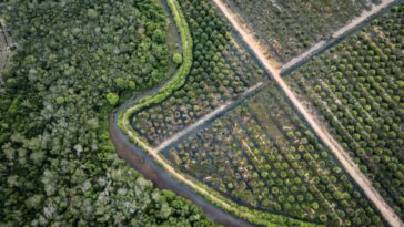 L'UE propose un nouveau délai aux règles d'anti-déforestation