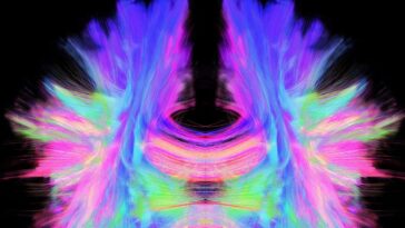 La cartographie de la structure du cerveau n'explique pas pleinement sa fonction