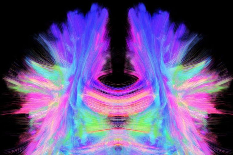 La cartographie de la structure du cerveau n'explique pas pleinement sa fonction