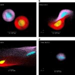 La collision entre deux corps de masse similaire peut expliquer la formation de mercure La collision entre deux corps de masse similaire peut expliquer la formation de mercure