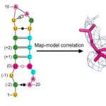 La conformation moléculaire inhabituelle pourrait aider à expliquer la polyvalence de l'ARN