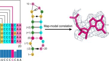 La conformation moléculaire inhabituelle pourrait aider à expliquer la polyvalence de l'ARN
