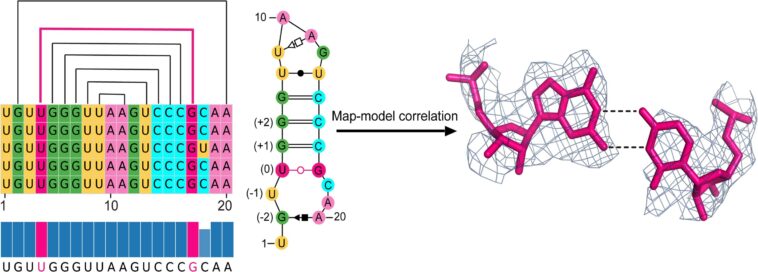 La conformation moléculaire inhabituelle pourrait aider à expliquer la polyvalence de l'ARN