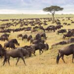 The wildebeest migration of the Serengeti involves fewer animals than we had thought
