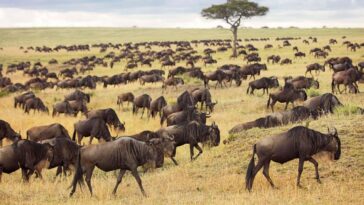 The wildebeest migration of the Serengeti involves fewer animals than we had thought