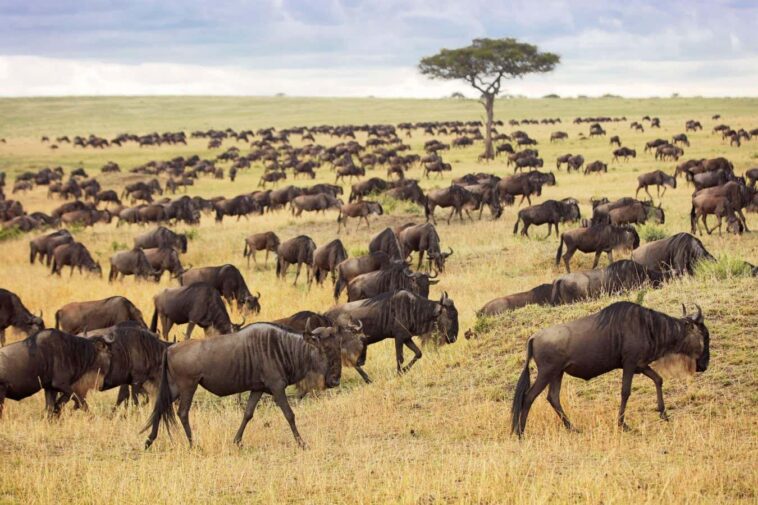 The wildebeest migration of the Serengeti involves fewer animals than we had thought