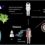 La laitue à l'espace ne manque pas de calcium et de magnésium pour les régimes d'astronautes, les citoyens scientifiques trouvent