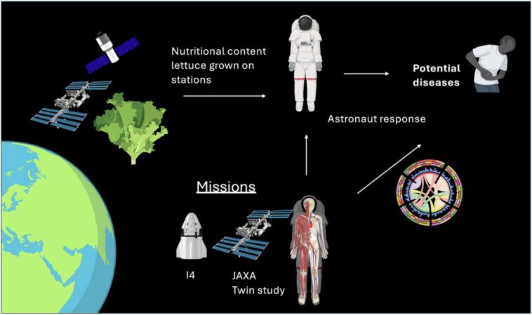 La laitue à l'espace ne manque pas de calcium et de magnésium pour les régimes d'astronautes, les citoyens scientifiques trouvent