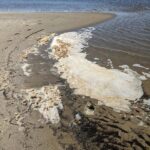 La mousse de mer peut contenir considérablement plus de PFAS que l'eau ci-dessous, découvre l'étude