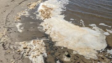 La mousse de mer peut contenir considérablement plus de PFAS que l'eau ci-dessous, découvre l'étude
