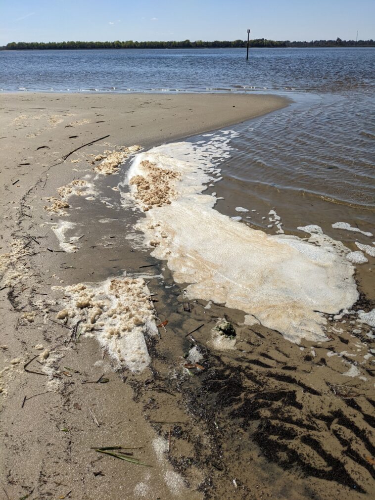 La mousse de mer peut contenir considérablement plus de PFAS que l'eau ci-dessous, découvre l'étude