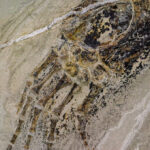 Une image rapprochée de la main des anciennes espèces de reptiles