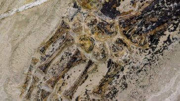 Une image rapprochée de la main des anciennes espèces de reptiles