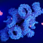 Illustration of the drug rapamycin (red) blocking a protein called mTOR (blue)