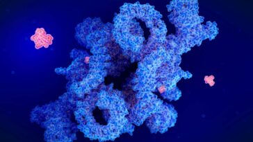 Illustration of the drug rapamycin (red) blocking a protein called mTOR (blue)