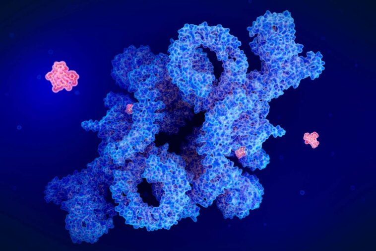 Illustration of the drug rapamycin (red) blocking a protein called mTOR (blue)