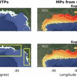 La recherche révèle comment les microplastiques menacent la vie marine du golfe du Mexique