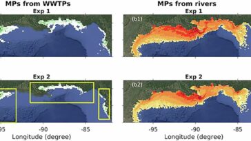 La recherche révèle comment les microplastiques menacent la vie marine du golfe du Mexique