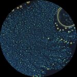 La stabilité des acides aminés alpha peut expliquer leur rôle en tant que blocs de construction des protéines du début de vie