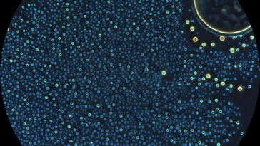 La stabilité des acides aminés alpha peut expliquer leur rôle en tant que blocs de construction des protéines du début de vie