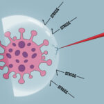 Le bouclier de stress des cellules cancéreuses fissuré par un composé qui se lie à un endroit, inhibe dans un autre