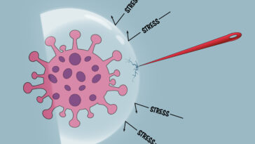 Le bouclier de stress des cellules cancéreuses fissuré par un composé qui se lie à un endroit, inhibe dans un autre