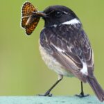 Le camouflage est-il meilleur que les couleurs d'avertissement? Pour les insectes, cela dépend