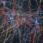 Le cancer du poumon se branche sur le cerveau de la souris