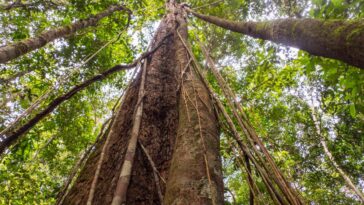 Le changement climatique fait grandir les arbres dans la forêt amazonienne