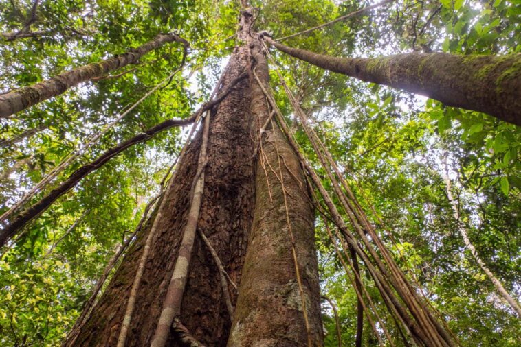 Le changement climatique fait grandir les arbres dans la forêt amazonienne