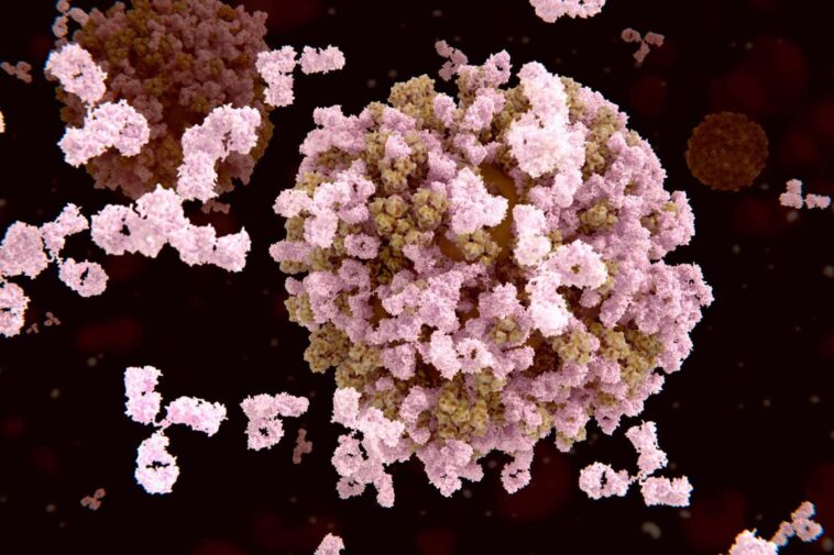 Le cocktail d'anticorps pourrait fonctionner comme un traitement universel de la grippe