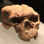 Le crâne reconstruit donne des indices surprenants sur notre ancêtre énigmatique x