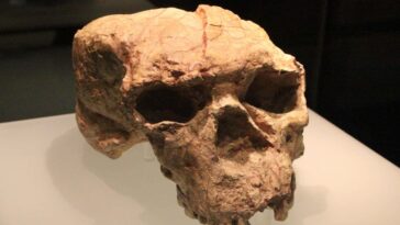 Le crâne reconstruit donne des indices surprenants sur notre ancêtre énigmatique x