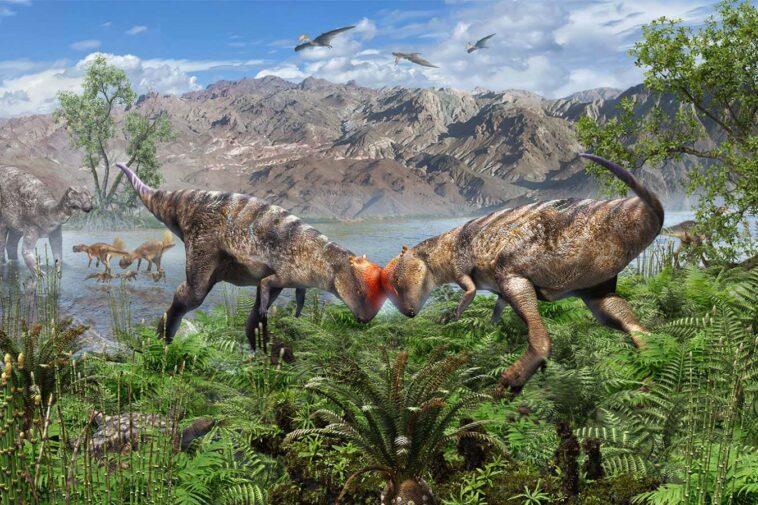 Le dinosaure à tête de dôme de Mongolie est le plus ancien jamais trouvé