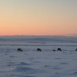 Le pâturage des rennes peut atténuer les impacts du changement climatique hivernal sur la libération de carbone forestier