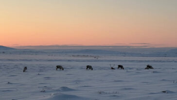 Le pâturage des rennes peut atténuer les impacts du changement climatique hivernal sur la libération de carbone forestier