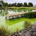 Le plus grand lac du Royaume-Uni `` mourant '' alors que les fleurs d'algues aggravent