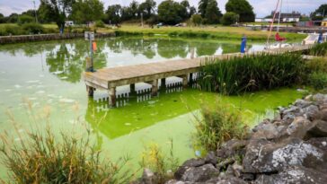 Le plus grand lac du Royaume-Uni `` mourant '' alors que les fleurs d'algues aggravent