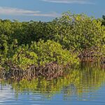 Le réchauffement de l'océan prévu pour caler la récupération des mangroves attendue