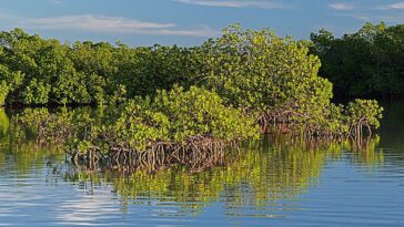 Le réchauffement de l'océan prévu pour caler la récupération des mangroves attendue