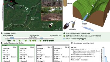 Le ruissellement des sols des forêts enregistrées libère plus de carbone réactif, sapant les efforts d'atténuation du climat