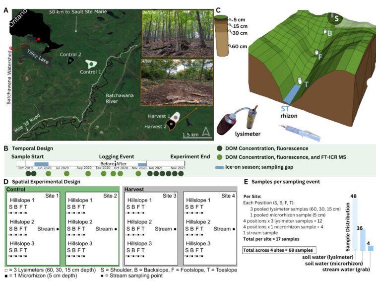 Le ruissellement des sols des forêts enregistrées libère plus de carbone réactif, sapant les efforts d'atténuation du climat