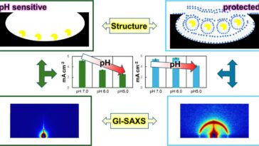 Le stabilisateur à base de sucre maintient les capteurs de sueur qui fonctionnent dans des conditions acides